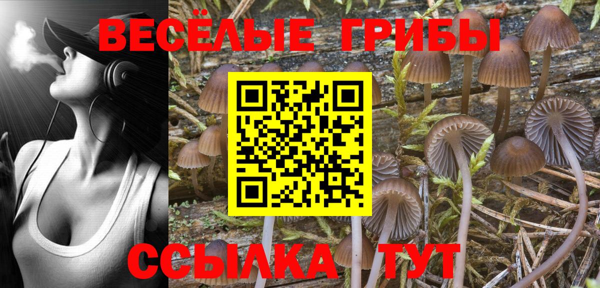 Псилоцибиновые грибы Psilocybe  Вход с VPN  Краснознаменск 